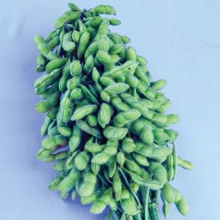 Karikachi Edamame Soybean  Thumbnail